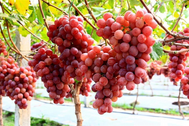 减肥晚上可以吃什么水果代替晚餐,适合当晚饭的几种水果