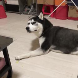 ofo戴威翻盘,ofo新套路