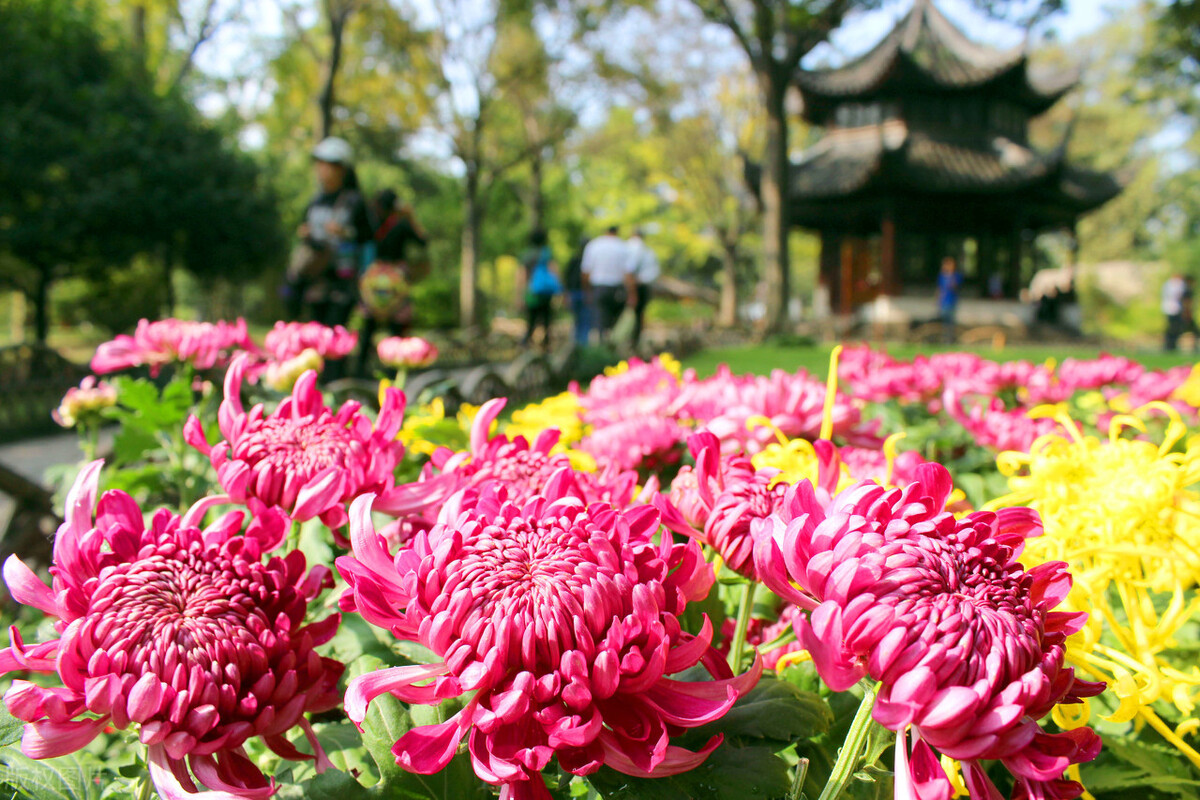 重阳节赏菊花的介绍,赏菊打卡好去处