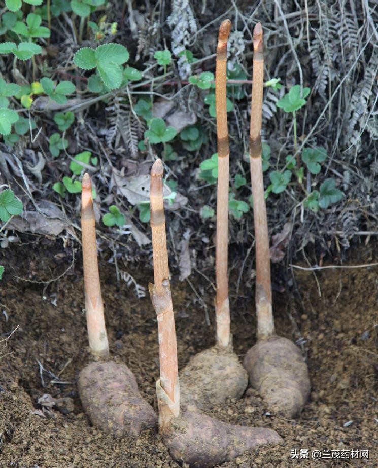 野生天麻什么季节采挖的泡酒最好,云南昭通天麻收获季节