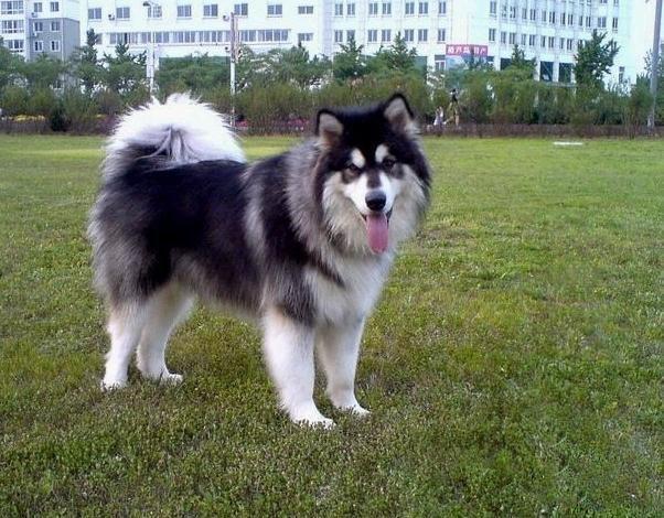 挑选阿拉斯加,挑选阿拉斯加雪橇犬的注意事项