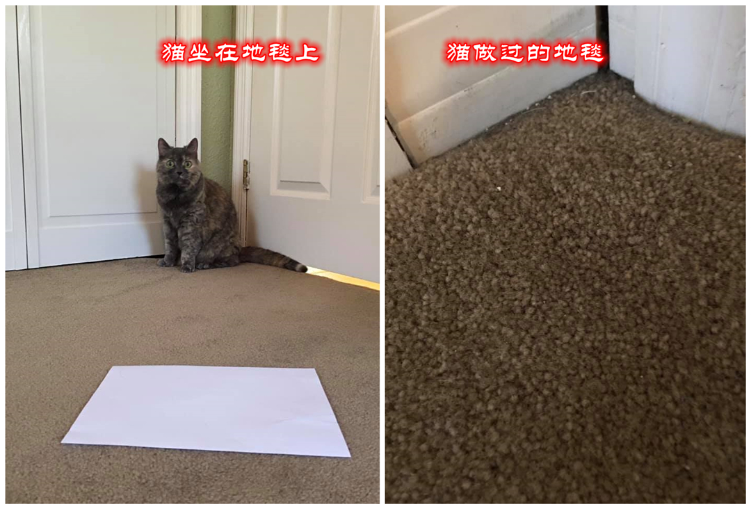 宠物主最担心猫咪什么问题,宠物主最担心猫咪出什么问题