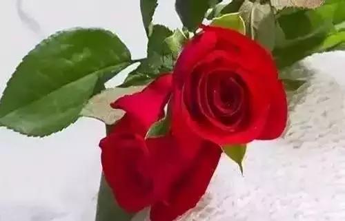 河南城市的市花有哪些花,全国56市市花图片