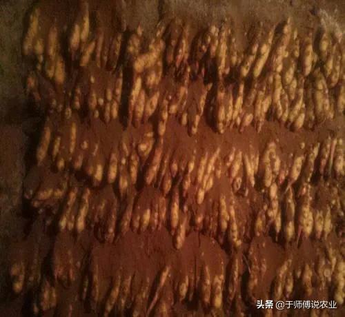 姜友们,可以换一种思路来挣钱