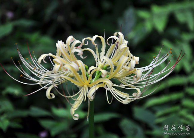 百合花浪漫吗,百合花的认识