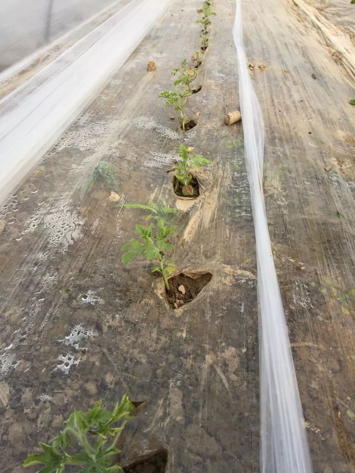 西瓜弱苗定植后怎么处理,西瓜定植后叶子不绿