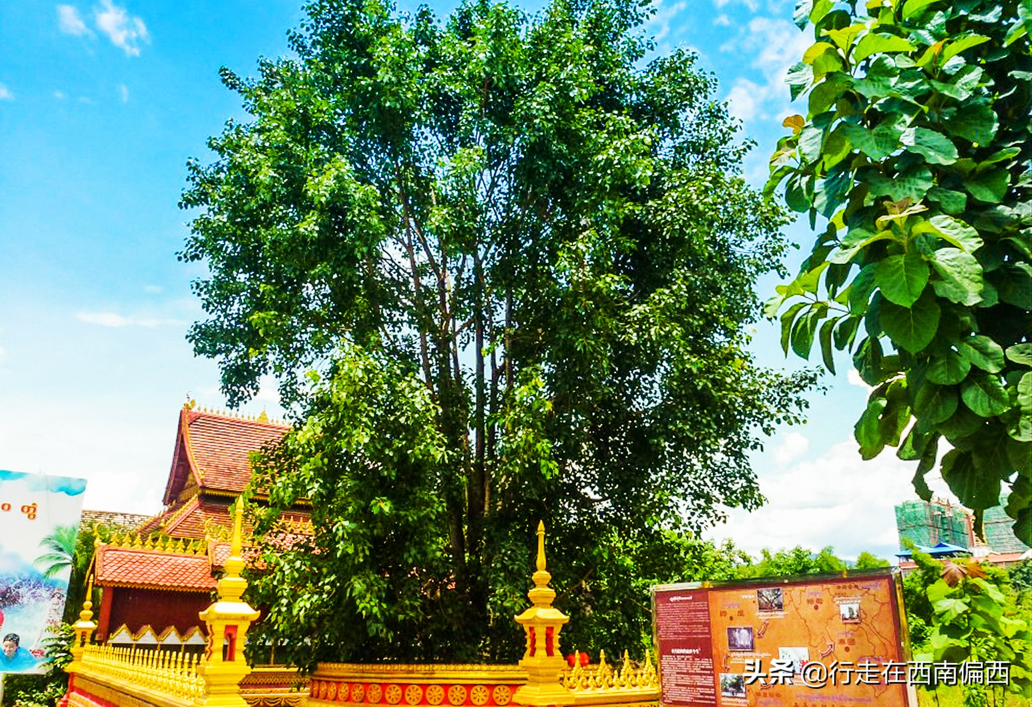 西双版纳五树六花景点,西双版纳都有哪些开花的树