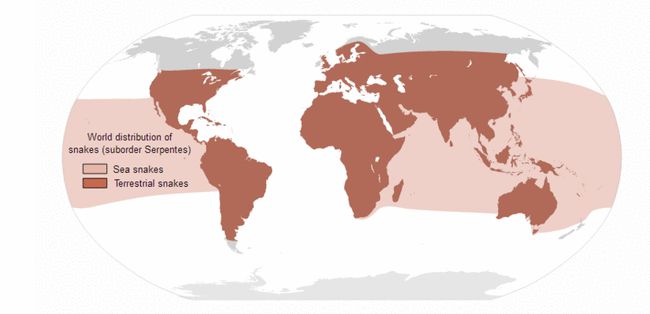 致命的毒蛇：毒蛇为什么这么毒？被毒蛇咬了我们该怎么办？