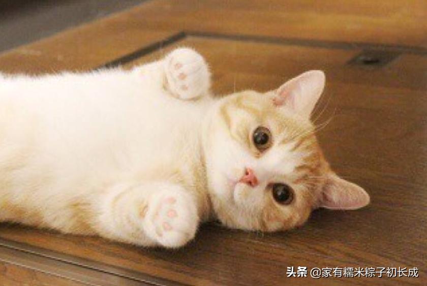 猫咪亲近人不再是玄学，这三招让你重获宠爱