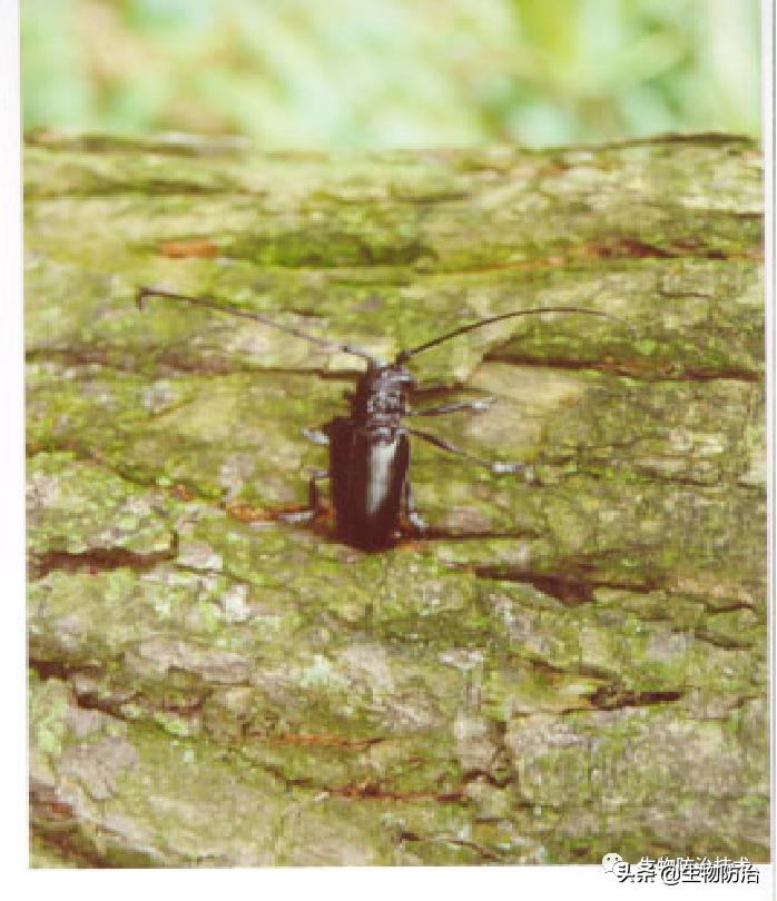 蛀干害虫是钻蛀害虫吗,果树枝干钻蛀害虫图片