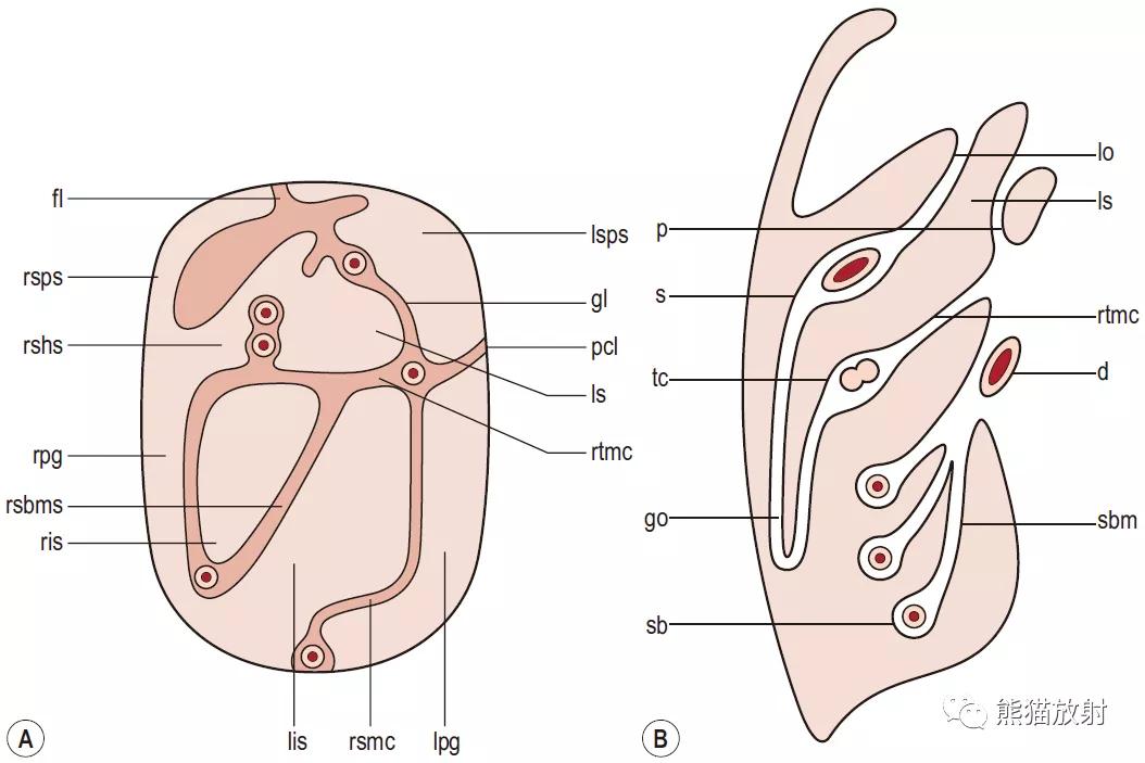 肠系膜解剖图,肠系膜解剖图解