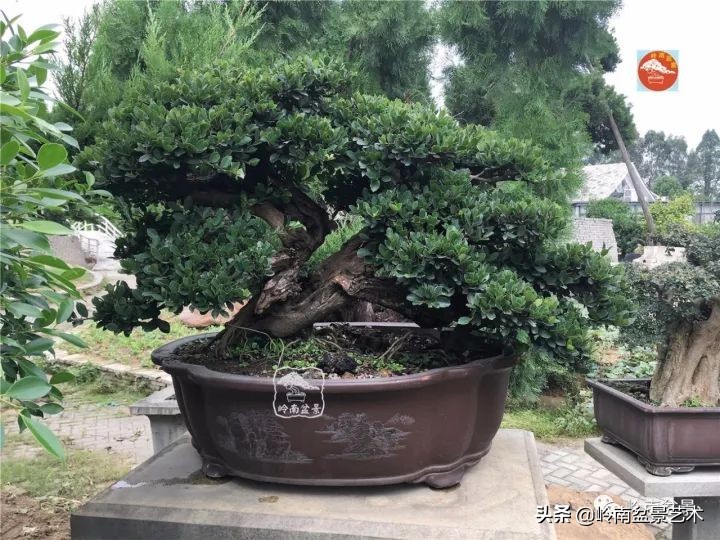 中华蚊母盆景造型,中华蚊母盆景价格