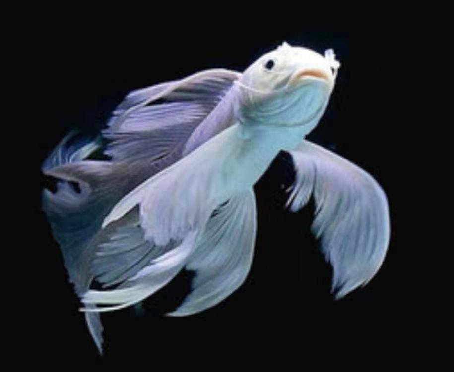 怎样看观赏鱼的状态,怎么判断观赏鱼的健康状况