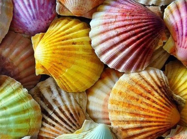 贝壳粉是违禁品吗,贝壳粉装修的利弊