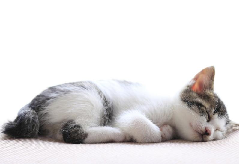 养了只猫咪胆小不和人亲近怎么办,猫咪不愿意靠近主人