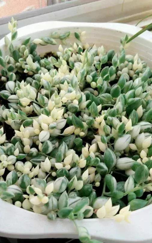 具有观赏性的吊兰多肉,吊兰多肉的养殖方法和注意事项