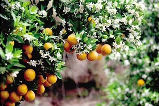 庭院常见的吉祥树,一