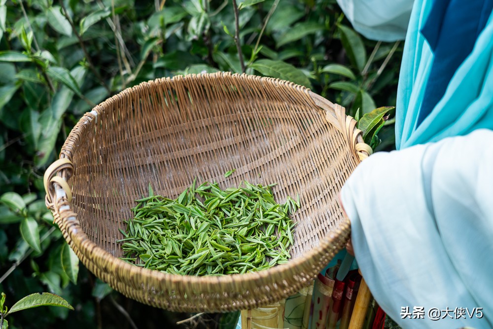 中国西湖龙井名茶最新排名,喝西湖龙井中国第一名茶
