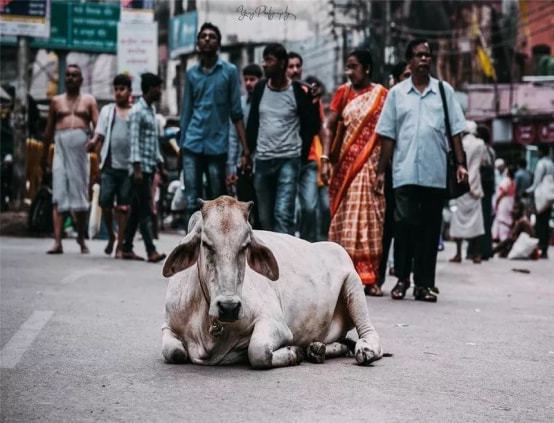 “印度牛人”帕萨纳：44岁富豪抛妻弃子，只为把心爱的母牛娶回家