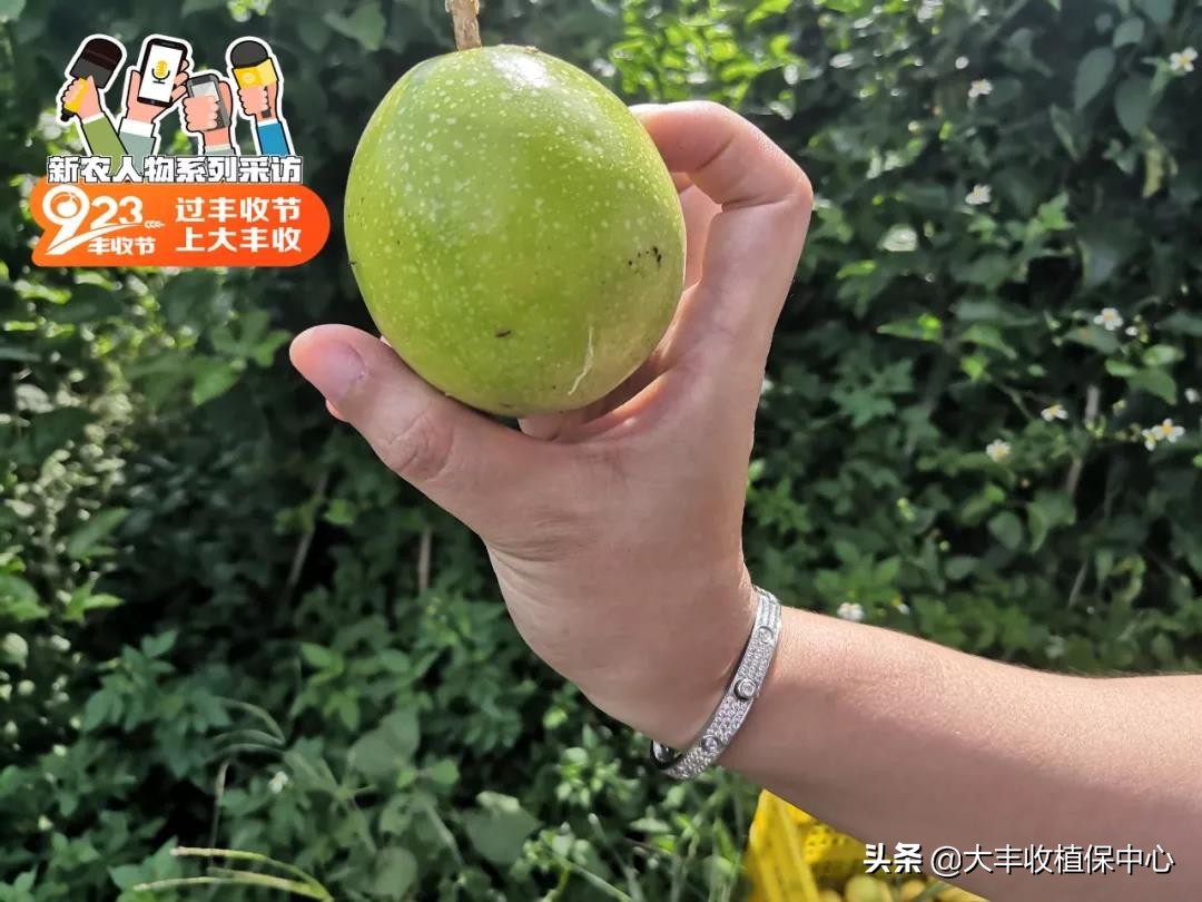 种植黄金果的高产技术,自家种植的黄金果