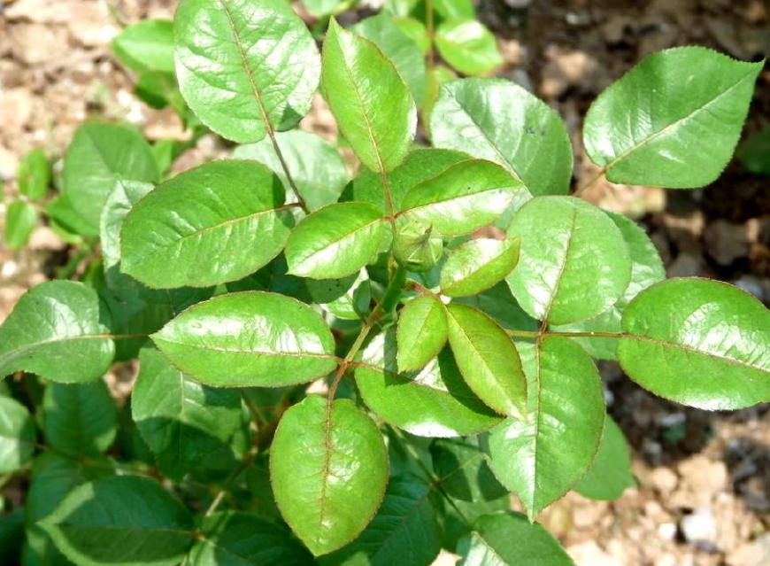 养花招了“红蜘蛛”，用水冲效果咋样？种花多别尝试，很容易泛滥