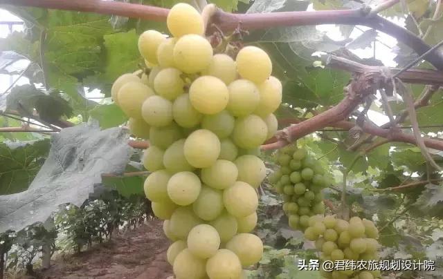 精品水果盘点,好吃又好养的水果