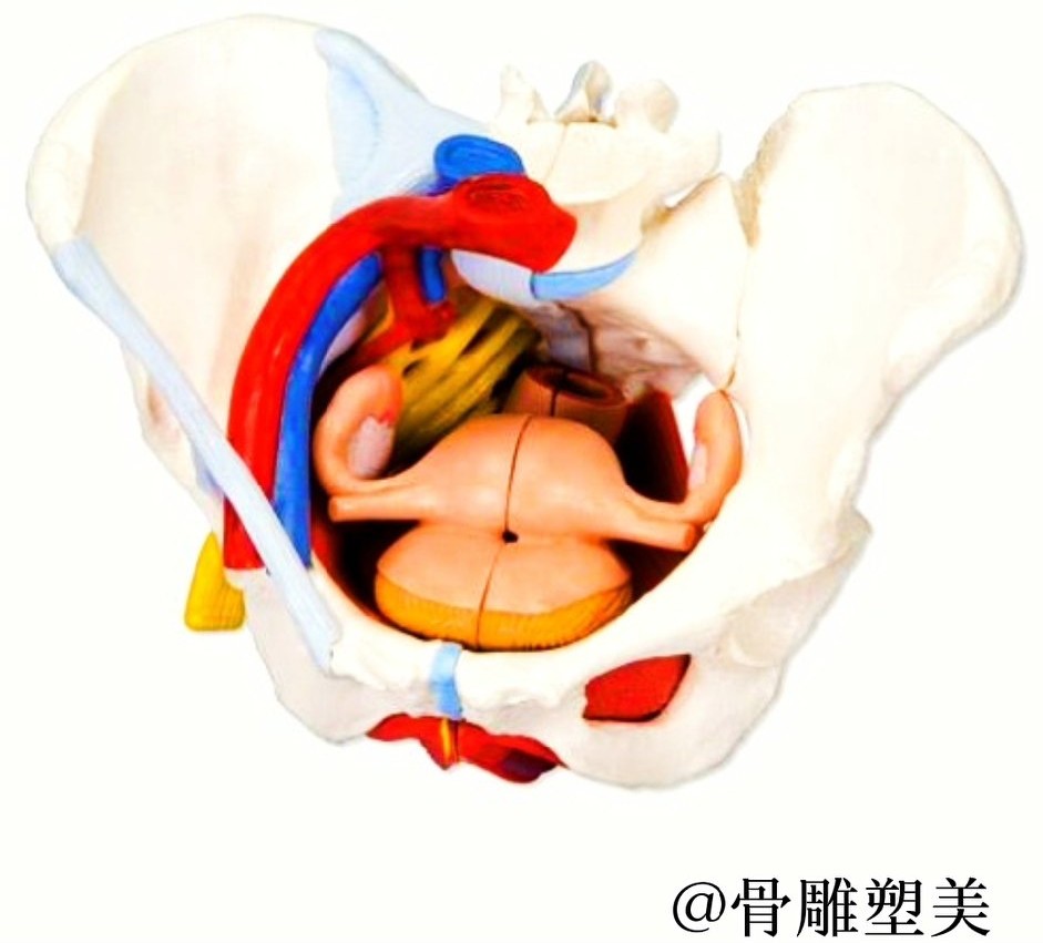 产后女性为什么一定要做骨盆修复？