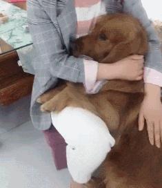 狗特别依赖主人的表现有哪些,狗对某物具有攻击性该怎么办