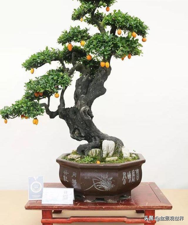 金弹子来芽后怎么管理,金弹子芽接的正确方法