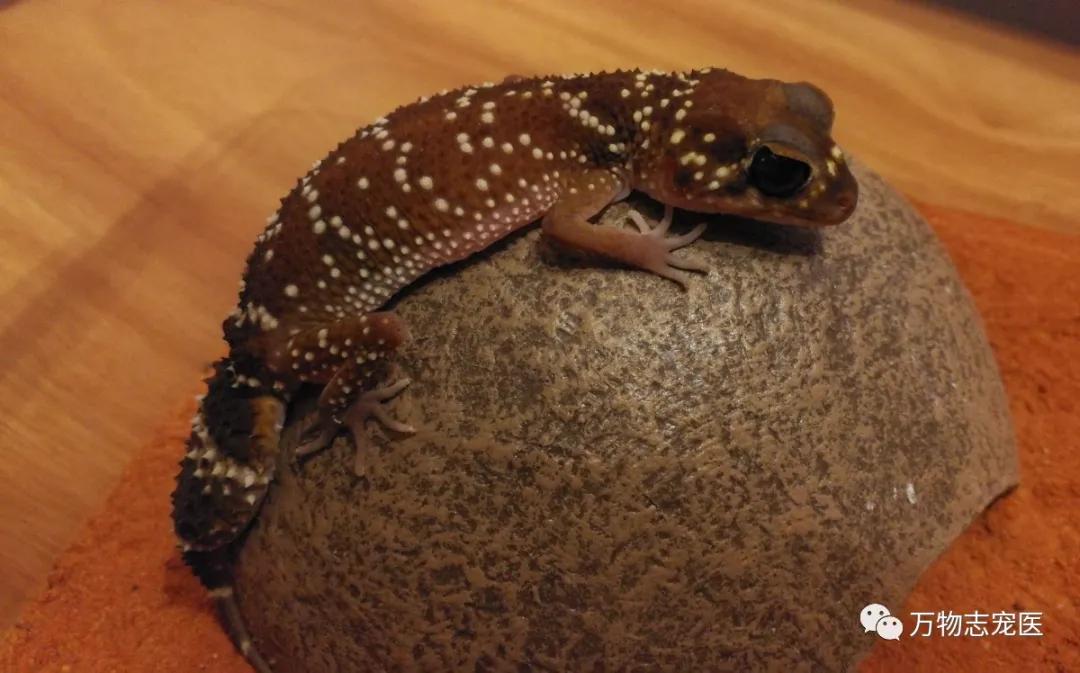 新宠到家,新宠到家注意事项