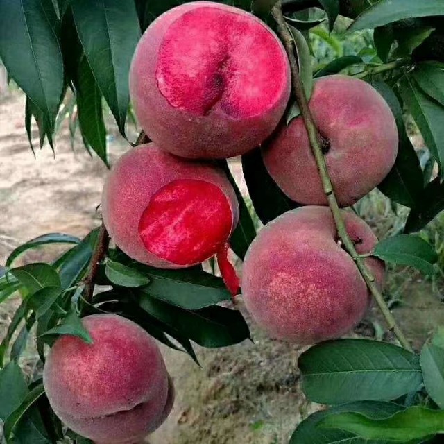 桃树前景,桃树种植前景及利润