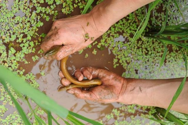 农村小伙子野外捕捉大黄鳝,地笼黄鳝捕捉技巧