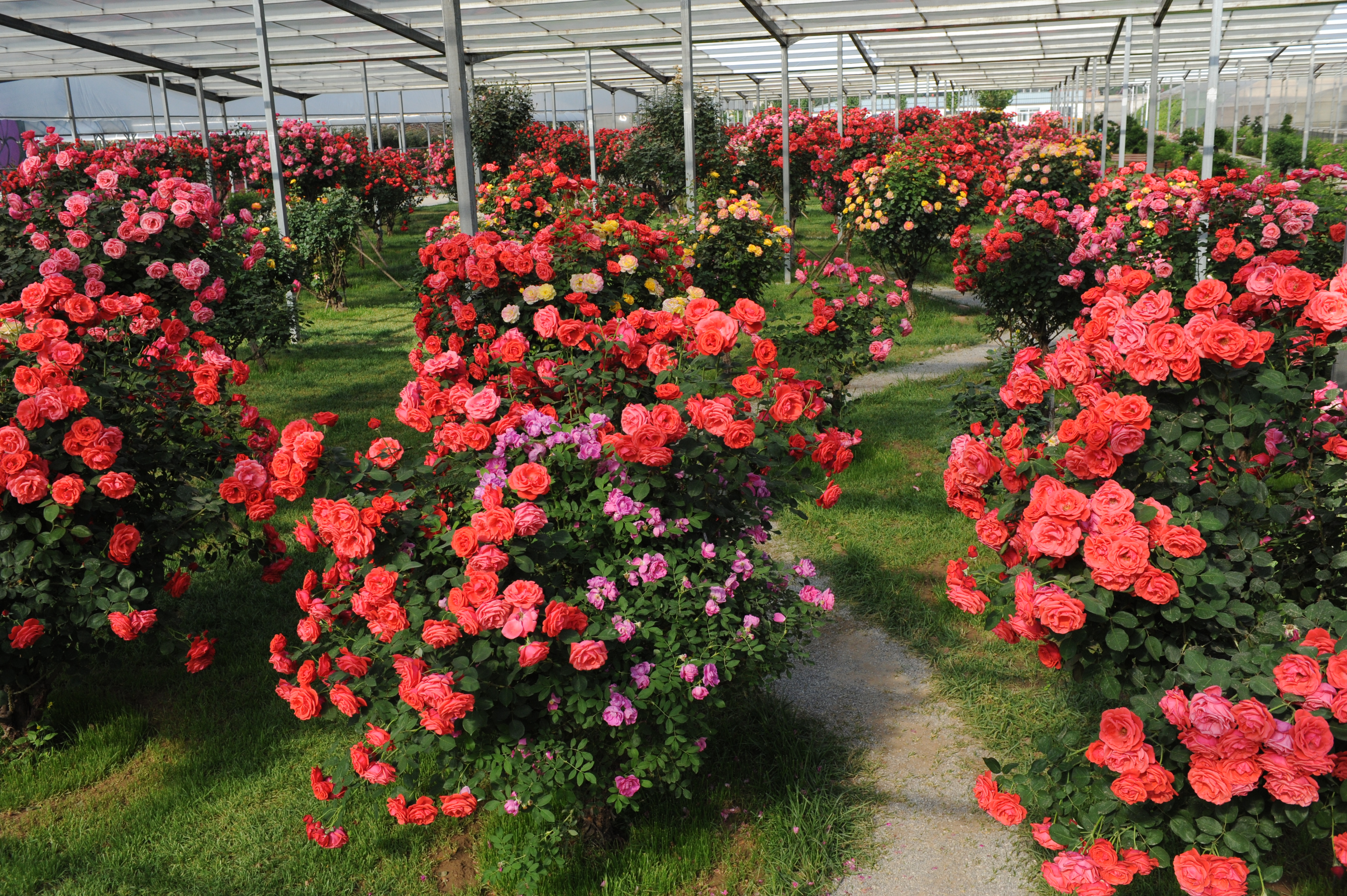 大兴月季园的月季有多少种,北京最大的月季基地在哪