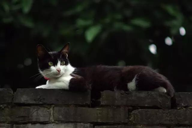 城市山林深圳,城市山林一期