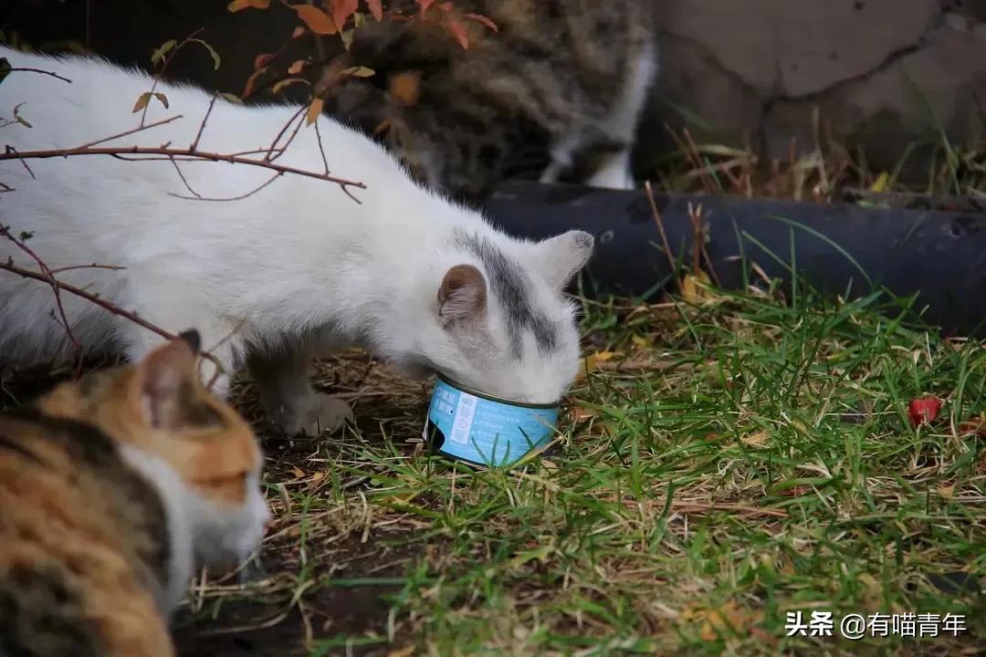 北大猫咪图鉴,中国人民大学猫咪图鉴