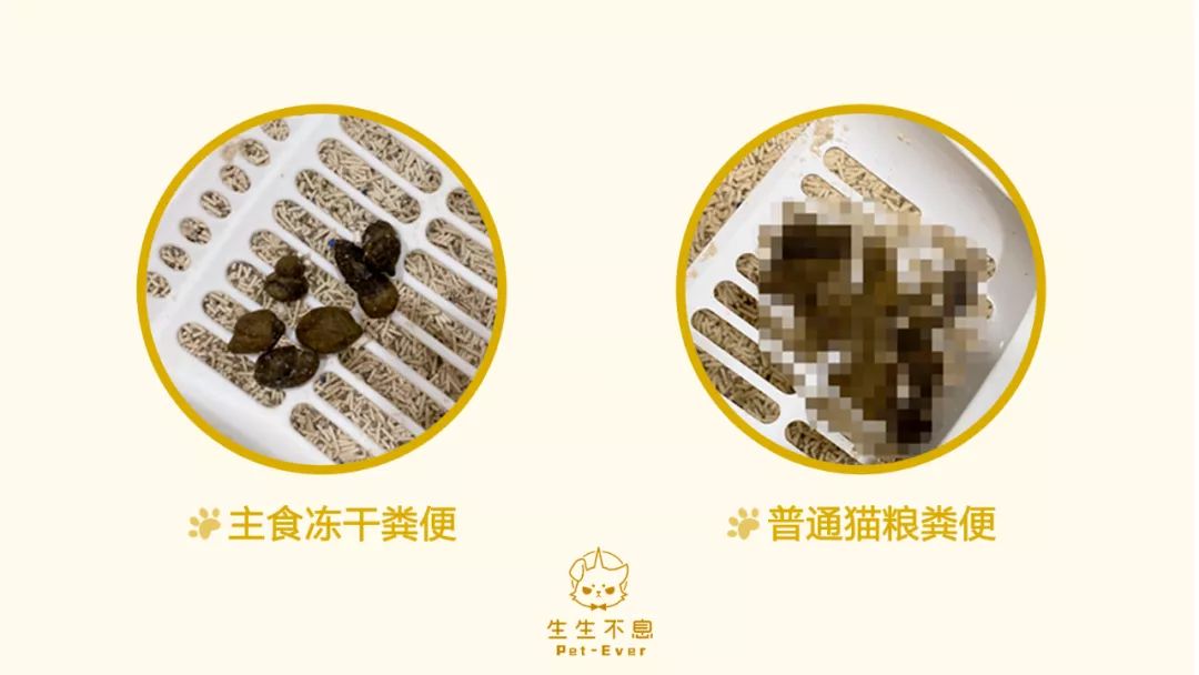 瀹犵墿鍐诲共鍏ㄥ妗舵斁鑲夌殑杩囩▼,瀹犵墿闀垮绉樼睄