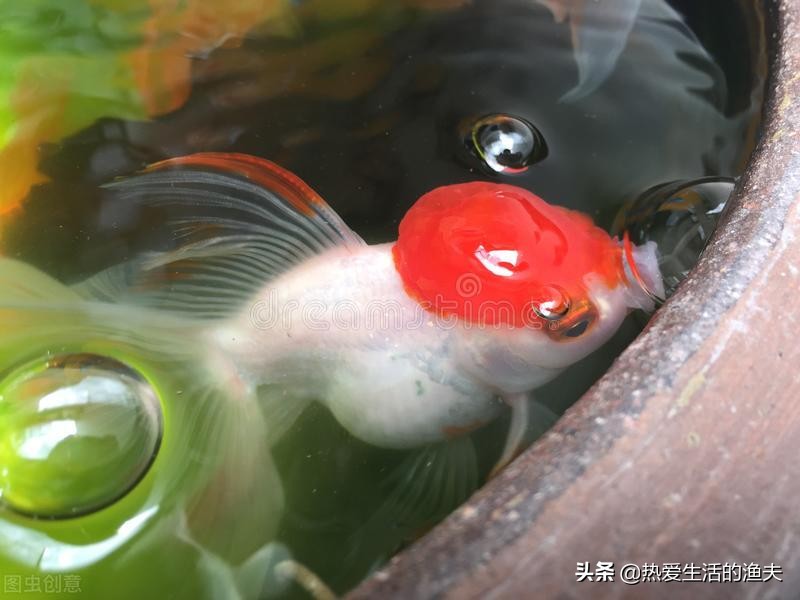 春天来了应种什么植物,刚孵出的金鱼苗怎么养