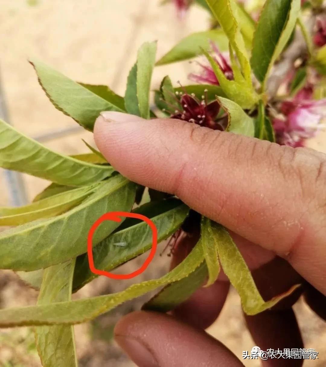 绿叶蝉危害图片,小叶蝉危害