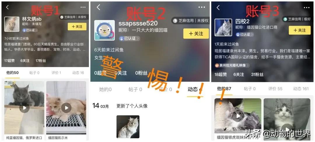 养了四年缅因猫被淹死,缅因猫23万后续