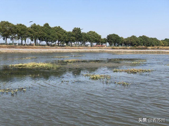 阳澄湖大闸蟹为什么能独占鳌头,阳澄湖大闸蟹上岸