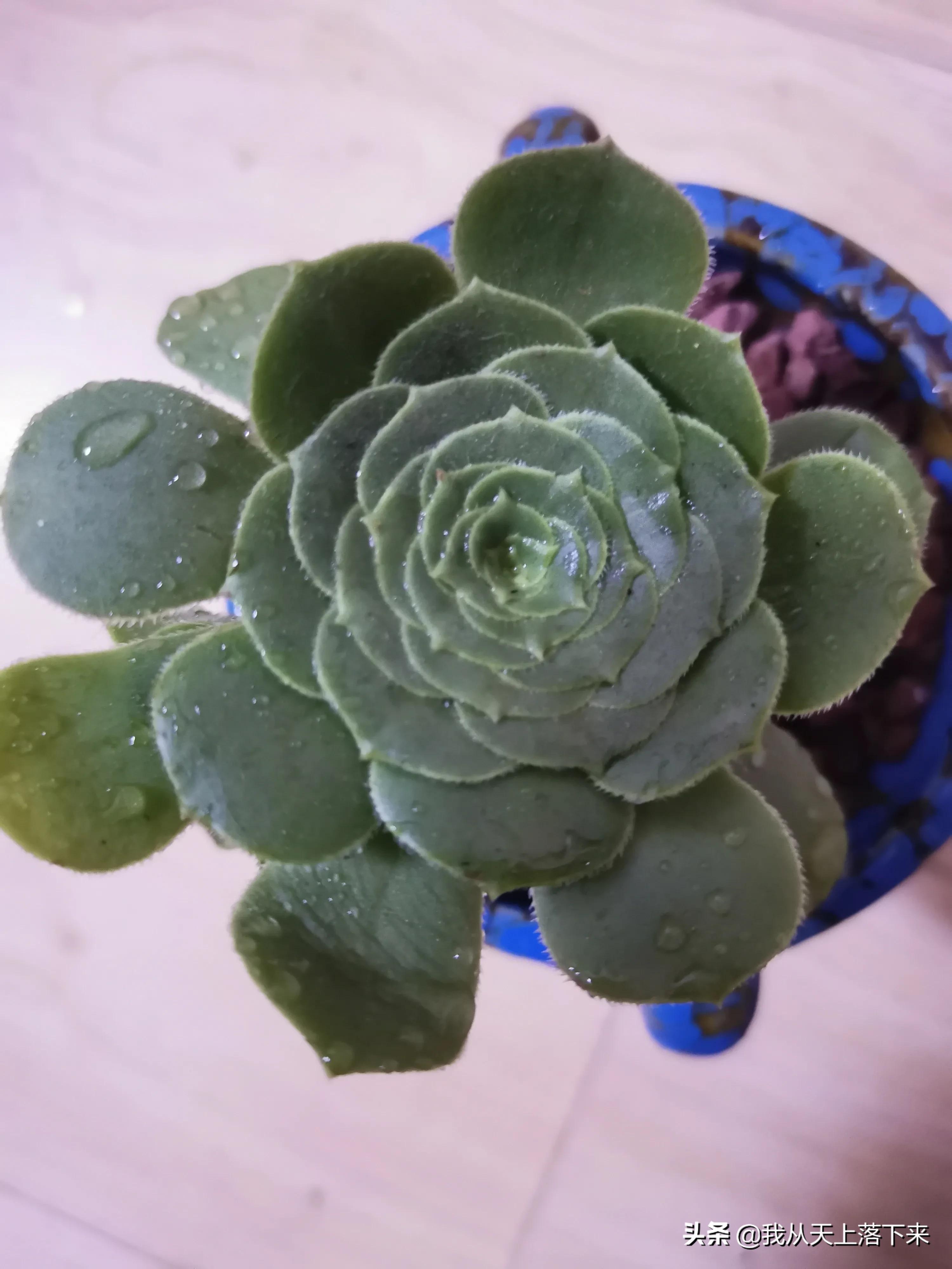 89种常见多肉植物品种图，实物拍摄，还不认识的小伙伴赶紧收藏好