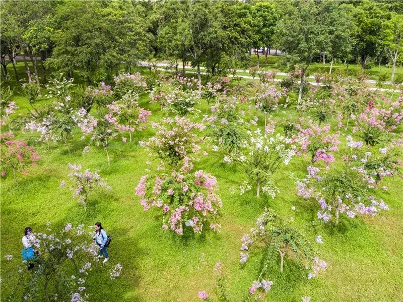深圳莲花山看深圳风景,深圳莲花山有什么特别的地方