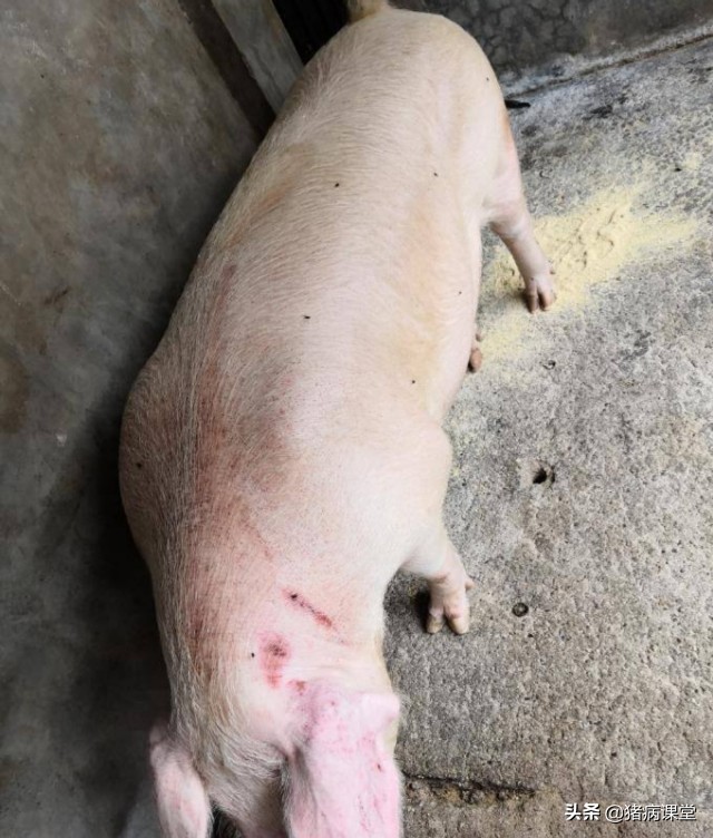 养殖户经常问的问题,养殖户常问的问题