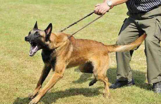 古代没有疫苗被疯狗咬怎么办,古代人没有狂犬疫苗怎么治