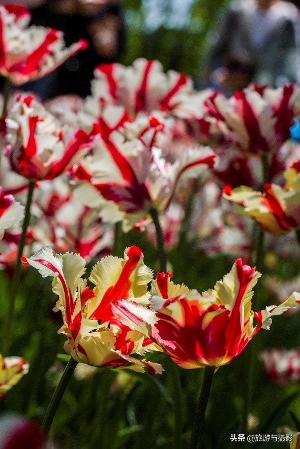 郁金香诗句经典五言,郁金香古诗词