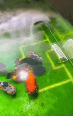 网友将鱼缸改造成“足球场”，金鱼在里面玩起了足球，太有创意了