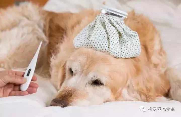 在医院给狗狗量体温,不去医院自己检查狗狗