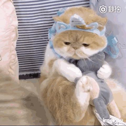 宠物秀场最新动态,亚宠展宠物时装秀人气火爆现场