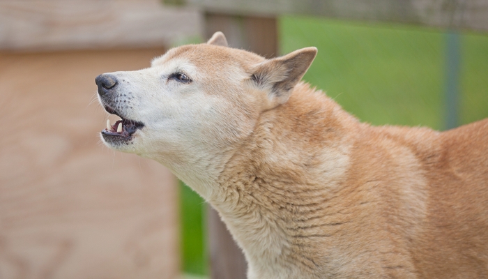 14种最稀有的犬种,14种极度稀有物种