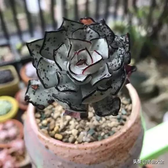 世界名贵花图片大全集,世界上最漂亮名贵的花卉